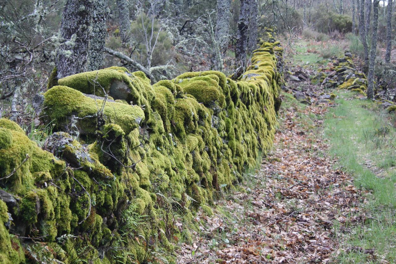 Apartamentos Sierra De Francia Monsagro Kültér fotó
